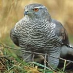 image of bird