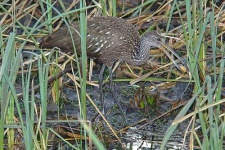 image of limpkin