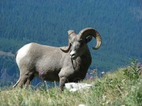 image of bighorn