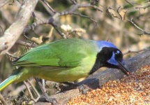 image of jay