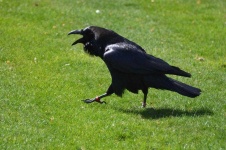 image of animal