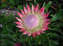 image of flower