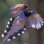 image of bird