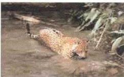 image of jaguar_car