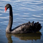 image of black_swan #20