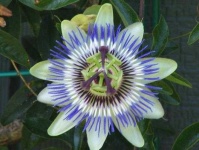 image of passion_flower #2