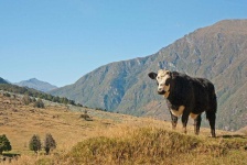 image of animal