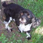 image of animal