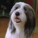 image of bearded_collie #20