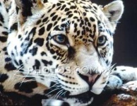image of leopard