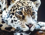 image of leopard #22