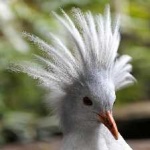 image of bird
