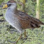 image of bird
