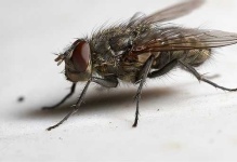 image of fly #34