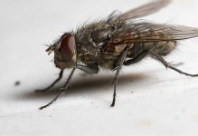 image of fly