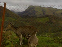 image of ibex