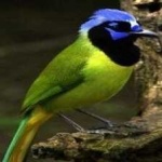 image of green_jay #19