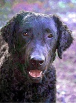 image of curly_coated_retriever