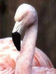 image of animal