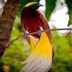 image of bird