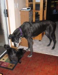 image of great_dane