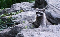 image of animal