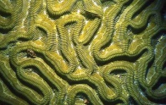 image of brain_coral #16