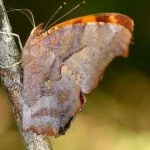 image of animal