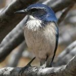 image of bird