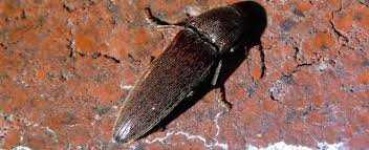 image of animal