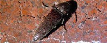 image of beetle #22