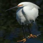 image of bird