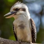 image of bird