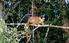image of indri