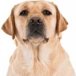 image of animal