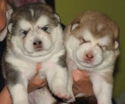 image of malamute
