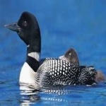 image of bird