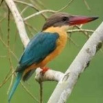 image of bird
