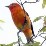 image of bird