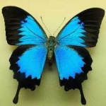 image of animal