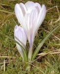 image of flower