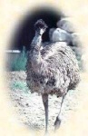 image of emu