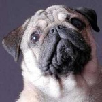 image of animal