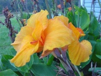 image of flower