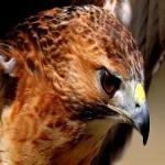 image of bird