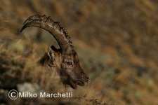 image of ibex