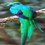 image of bird
