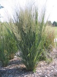 image of prairie