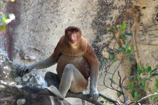 image of proboscis_monkey