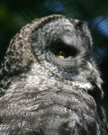 image of great_grey_owl